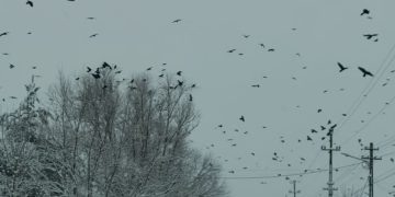 Ciorile își extind teritoriul în jurul municipiului Baia Mare. O problemă ignorată?