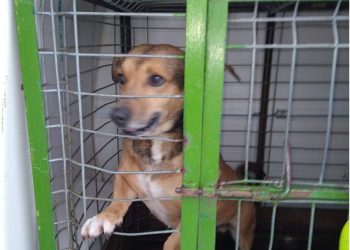 Asociația Salvați Animalele angajează îngrijitor pentru Adăpostul Public de Câini din Baia Mare