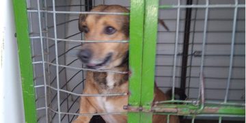 Asociația Salvați Animalele angajează îngrijitor pentru Adăpostul Public de Câini din Baia Mare