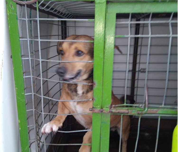 Asociația Salvați Animalele angajează îngrijitor pentru Adăpostul Public de Câini din Baia Mare