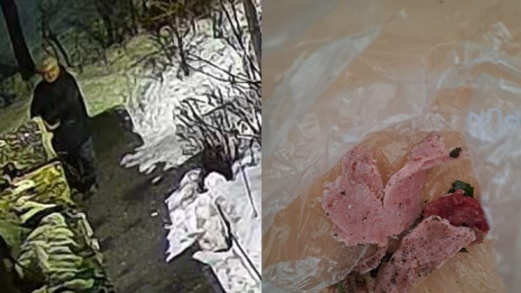 Semnal de alarmă în Baia Mare: mâncare suspectă aruncată animalelor, într-o zonă unde au mai existat cazuri de otrăvire