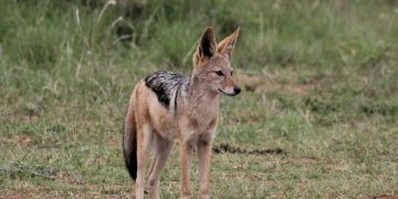 Maramureș sub amenințarea rabiei: virusul, transmis de vulpi și șacali