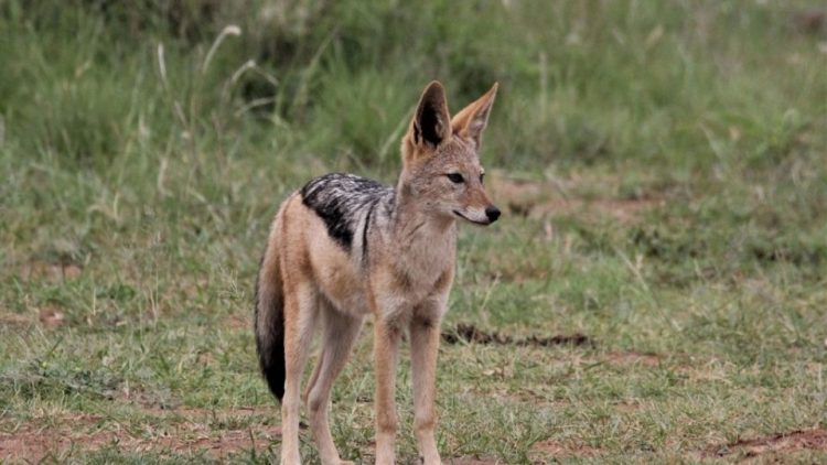 Maramureș sub amenințarea rabiei: virusul, transmis de vulpi și șacali