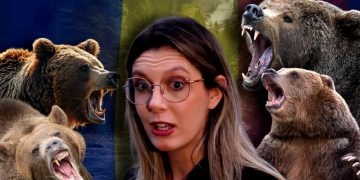 Diana de la mediu, ursul brun și gardurile electrice cu dedicație!