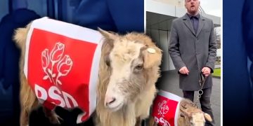 Lectura de câteva secunde. Capra și deputatul