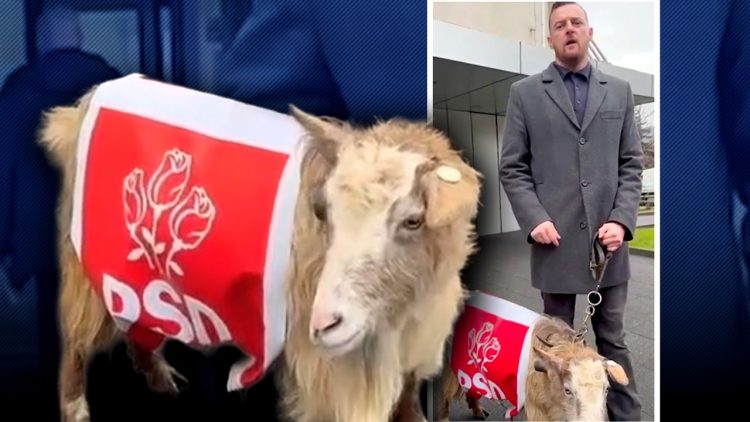 Lectura de câteva secunde. Capra și deputatul