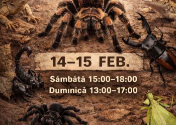Expoziție spectaculoasă de tarantule și reptile în Baia Mare, în 14-15 februarie