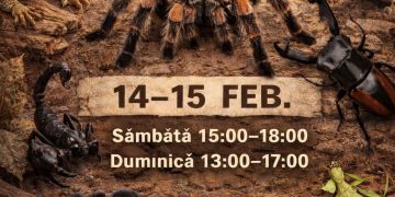 Expoziție spectaculoasă de tarantule și reptile în Baia Mare, în 14-15 februarie