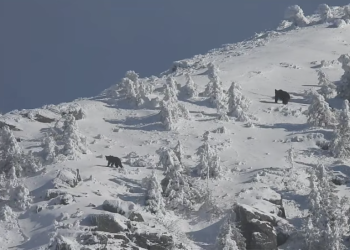 Ursoaică cu pui, surprinsă pe Vârful Arcer din Munții Țibleșului