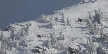 Ursoaică cu pui, surprinsă pe Vârful Arcer din Munții Țibleșului