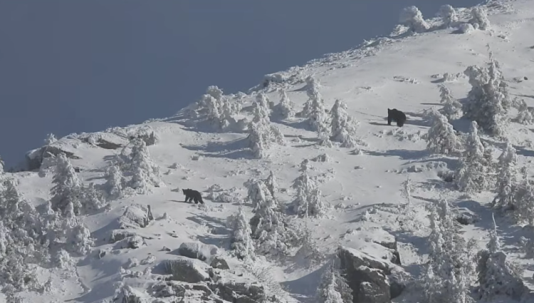 Ursoaică cu pui, surprinsă pe Vârful Arcer din Munții Țibleșului