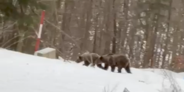 Oaspeți sălbatici la micul dejun: Ursoaică cu pui, filmată lângă o cabană din Groșii Țibleșului