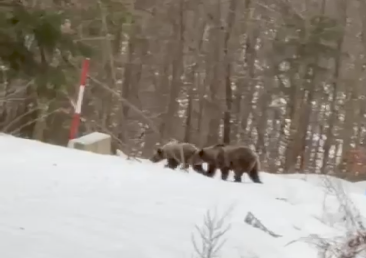 Oaspeți sălbatici la micul dejun: Ursoaică cu pui, filmată lângă o cabană din Groșii Țibleșului