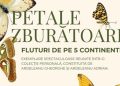 „Petale zburătoare – Fluturi de pe 5 continente”, noua expoziție la Muzeul de Mineralogie din Baia Mare