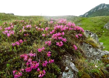 3 martie – Ziua Mondială a Vieții Sălbatice, dedicată în 2026 plantelor medicinale și aromatice