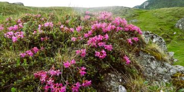 3 martie – Ziua Mondială a Vieții Sălbatice, dedicată în 2026 plantelor medicinale și aromatice