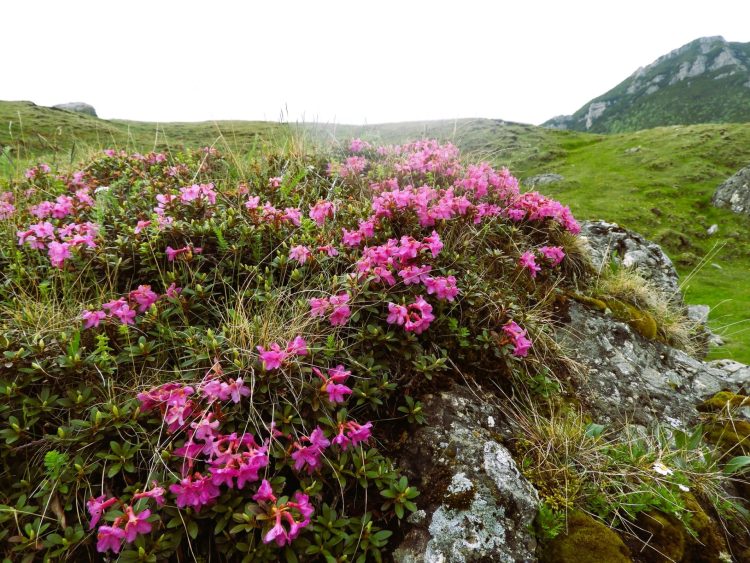 3 martie – Ziua Mondială a Vieții Sălbatice, dedicată în 2026 plantelor medicinale și aromatice