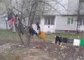 Situație neobișnuită între blocuri: locatarii au întins o frânghie de rufe între doi copaci. Oamenii cer intervenția Poliției Locale
