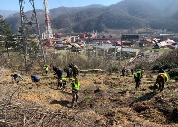 Acțiune de împădurire în Maramureș. Angajații Apelor Române Someș-Tisa au plantat arbori pentru un mediu mai curat