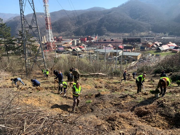 Acțiune de împădurire în Maramureș. Angajații Apelor Române Someș-Tisa au plantat arbori pentru un mediu mai curat