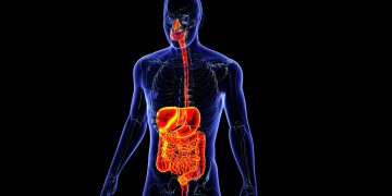 Ingrediente utilizate în susținerea tranzitului intestinal