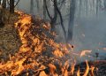 Apel urgent al Primăriei din Bârsana: Incendiu de vegetație în Nănești, cetățenii rugați să nu folosească focul în câmp deschis