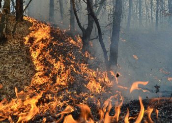 Apel urgent al Primăriei din Bârsana: Incendiu de vegetație în Nănești, cetățenii rugați să nu folosească focul în câmp deschis