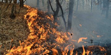 Apel urgent al Primăriei din Bârsana: Incendiu de vegetație în Nănești, cetățenii rugați să nu folosească focul în câmp deschis
