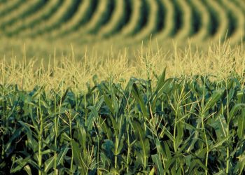 Direcția pentru Agricultură Maramureș: Cultivarea plantelor modificate genetic se face doar cu autorizație