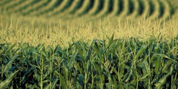 Direcția pentru Agricultură Maramureș: Cultivarea plantelor modificate genetic se face doar cu autorizație