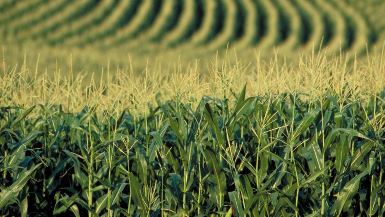 Direcția pentru Agricultură Maramureș: Cultivarea plantelor modificate genetic se face doar cu autorizație