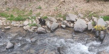 Pui de urs rătăcit în Cavnic, relocat în siguranță de jandarmii montani