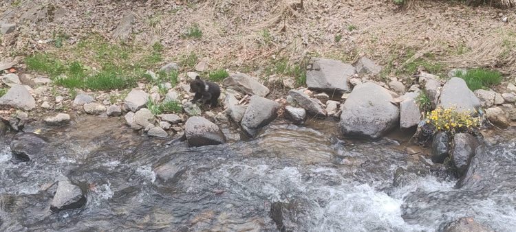Pui de urs rătăcit în Cavnic, relocat în siguranță de jandarmii montani