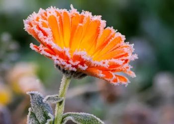 Vreme rece până în 2 mai – Ploi, brumă și ninsori la altitudini mari