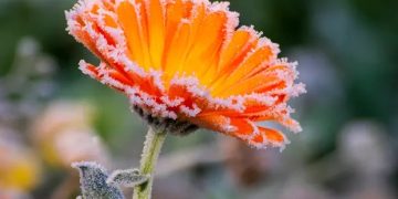 Vreme rece până în 2 mai – Ploi, brumă și ninsori la altitudini mari