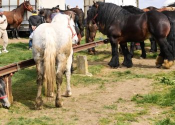 Târg tradițional și expoziție de animale, în premieră la Șomcuta Mare