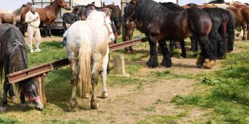 Târg tradițional și expoziție de animale, în premieră la Șomcuta Mare