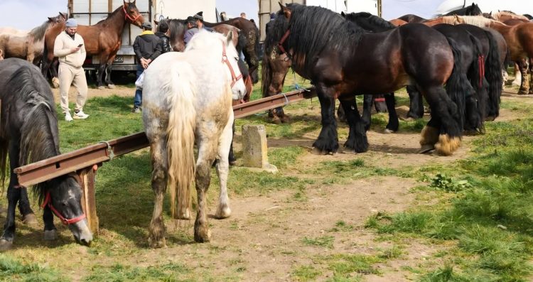 Târg tradițional și expoziție de animale, în premieră la Șomcuta Mare