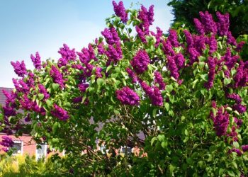 Vreme caldă în următoarea perioadă – Prognoza ANM pentru patru săptămâni