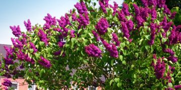 Vreme caldă în următoarea perioadă – Prognoza ANM pentru patru săptămâni