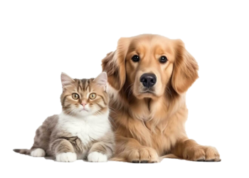 Căutăm un coleg nou: Medic Veterinar – Activitate în Depozit/Logistică