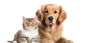 Căutăm un coleg nou: Medic Veterinar – Activitate în Depozit/Logistică