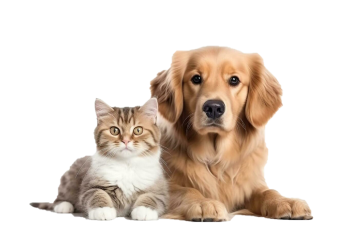 Căutăm un coleg nou: Medic Veterinar – Activitate în Depozit/Logistică