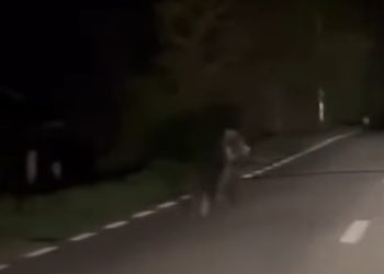 Imaginile dimineții în Maramureș – Urs surprins pe un drum din apropiere de Ocna Șugatag