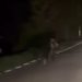 Imaginile dimineții în Maramureș – Urs surprins pe un drum din apropiere de Ocna Șugatag