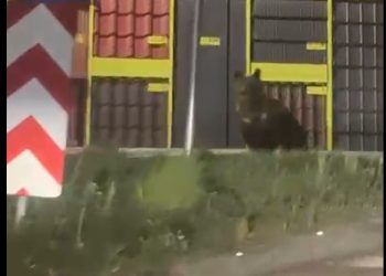 RO-Alert în miez de noapte – Avertizare de urs în zona Ferești – Berbești (VIDEO)