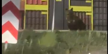 RO-Alert în miez de noapte – Avertizare de urs în zona Ferești – Berbești (VIDEO)