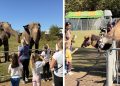 Zoo Park ajunge la Baia Mare: singurul loc din Romania unde copiii pot hrani un elefant