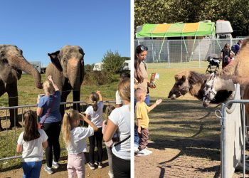 Zoo Park ajunge la Baia Mare: singurul loc din Romania unde copiii pot hrani un elefant