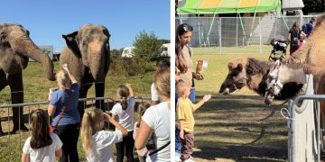 Zoo Park ajunge la Baia Mare: singurul loc din Romania unde copiii pot hrani un elefant